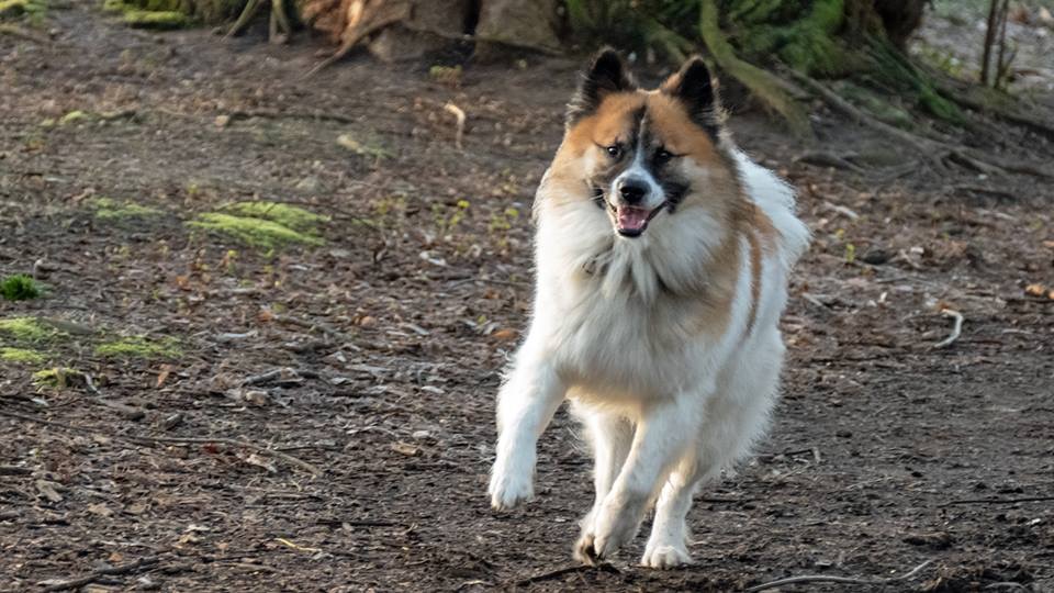 Beethoven vom Tal der Wupper im Wald Elo-Deckrüde Beethoven vom Tal der Wupper im Wald
